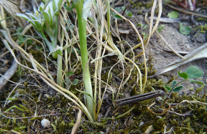 Ornithogalum sp. -Asparagaceae